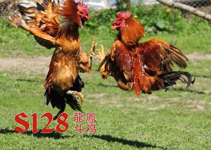 Sabung Ayam di Situs S128 Online Uang Asli Lebih Menguntungkan